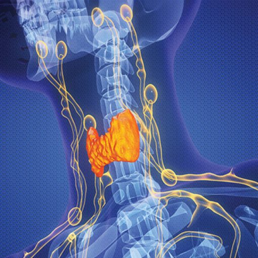 The Brigham Board Review and Comprehensive Update Endocrinology 2025 (Videos + Slides PDFs)